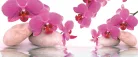 Orchideák poszter, fotótapéta (250 x 104 cm)