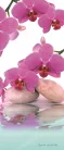 Orchidea poszter, fotótapéta (91 x 211 cm)