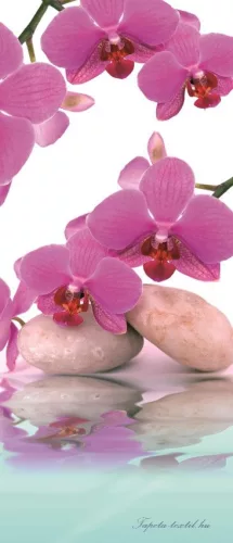 Orchidea poszter, fotótapéta (91 x 211 cm)