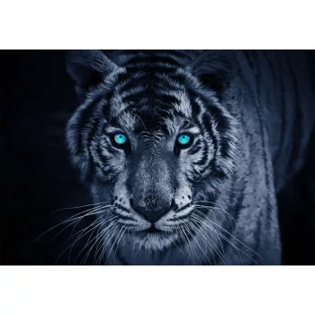 Tigris poszter, fotótapéta