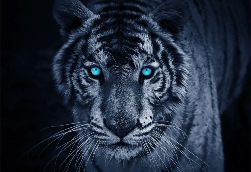 Tigris poszter, fotótapéta Vlies (152,5 x 104 cm)