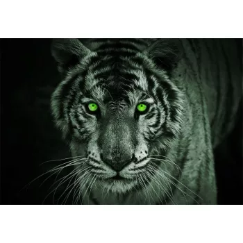 Tigris poszter, fotótapéta