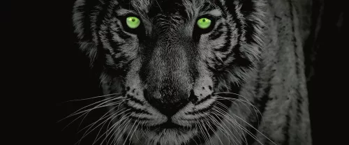 Tigris poszter, fotótapéta (250 x 104 cm)