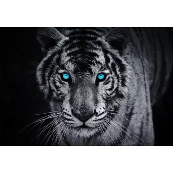 Tigris poszter, fotótapéta