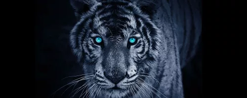 Tigris poszter, fotótapéta (250 x 104 cm)