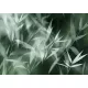 Sejtelmes bambusz levelek poszter, fotótapéta