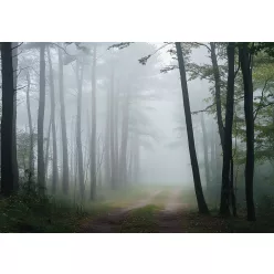Út a ködös erdőben poszter, fotótapéta (250 x 175 cm)