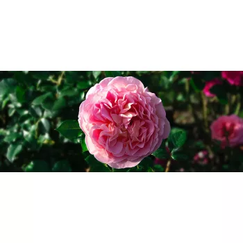 Bazsarózsa poszter, fotótapéta (250 cm x 104 xm)