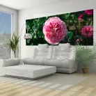 Bazsarózsa poszter, fotótapéta (250 cm x 104 xm)