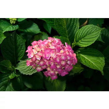 Hortenzia poszter, fotótapéta