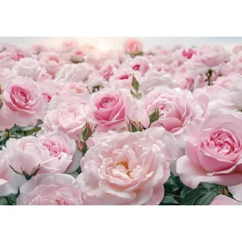 Halvány rózsaszínrózsák poszter, fotótapéta