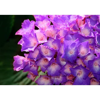 Hortenzia poszter, fotótapéta