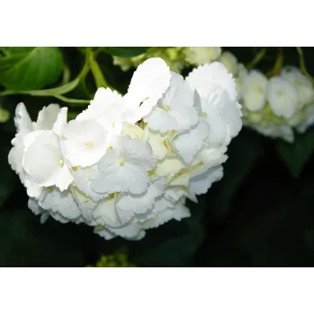 Hortenzia poszter, fotótapéta