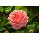 Rózsa poszter, fotótapéta, Vlies (104 x 70,5 cm)