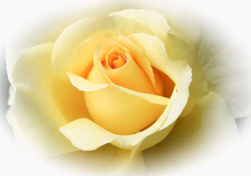 Sárga rózsa poszter, fotótapéta Vlies (368 x 254 cm)