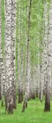 Erdő öntapadós poszter, fotótapéta (91 x 211 cm)