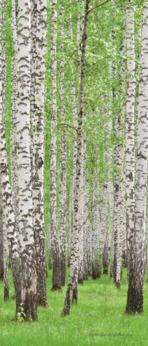 Erdő öntapadós poszter, fotótapéta (91 x 211 cm)