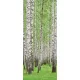 Erdő öntapadós poszter, fotótapéta (91 x 211 cm)