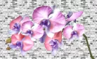 Orchidea poszter, fotótapéta