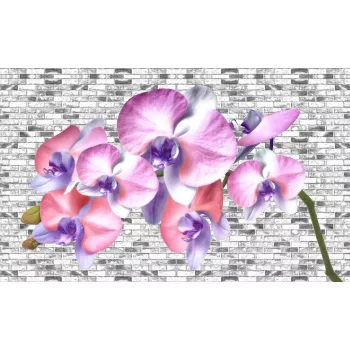Orchidea poszter, fotótapéta