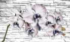 Orchidea poszter, fotótapéta