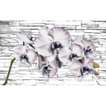 Orchidea poszter, fotótapéta