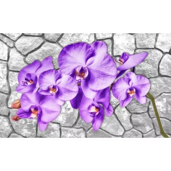 Orchidea poszter, fotótapéta