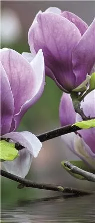 Magnolia poszter, fotótapéta (91 x 211 cm)