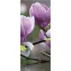 Magnolia poszter, fotótapéta (91 x 211 cm)