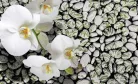 Orchidea poszter, fotótapéta