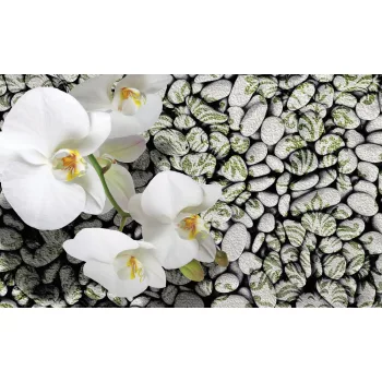 Orchidea poszter, fotótapéta