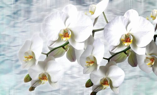 Orchidea poszter, fotótapéta (368 x 254 cm)