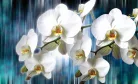 Orchidea poszter, fotótapéta