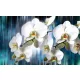 Orchidea poszter, fotótapéta