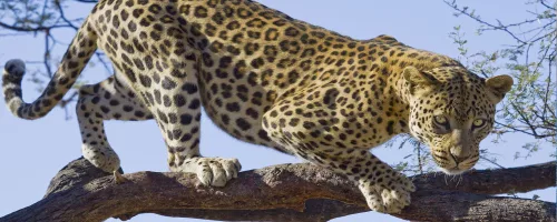 Jaguár poszter, fotótapéta (250 x 104 cm)