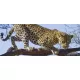 Jaguár poszter, fotótapéta (250 x 104 cm)