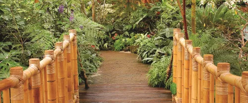 Jungle poszter, fotótapéta (250 x 104 cm)