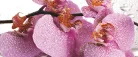 Orchidea poszter, fotótapéta (250 x 104 cm)
