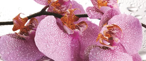 Orchidea poszter, fotótapéta (250 x 104 cm)