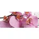 Orchidea poszter, fotótapéta (250 x 104 cm)
