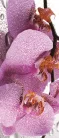 Orchidea poszter, fotótapéta (91 x 211 cm)