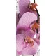 Orchidea poszter, fotótapéta (91 x 211 cm)