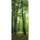 Erdő poszter, fotótapéta (91 x 211 cm)