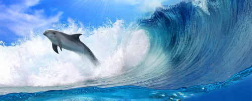 Delfin poszter, fotótapéta (250 x 104 cm)