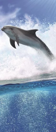 Delfin poszter, fotótapéta (91 x 211 cm)