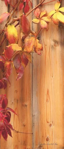 Ivy poszter, fotótapéta (91 x 211 cm)