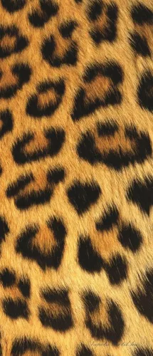 Leopárd minta poszter, fotótapéta (91 x 211 cm)