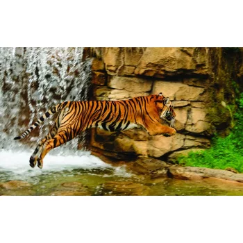 Tigris poszter, fotótapéta