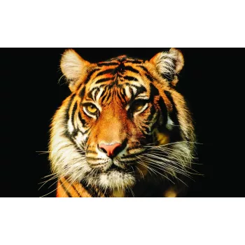 Tigris poszter, fotótapéta