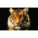 Tigris poszter, fotótapéta, Vlies (104 x 70,5 cm)